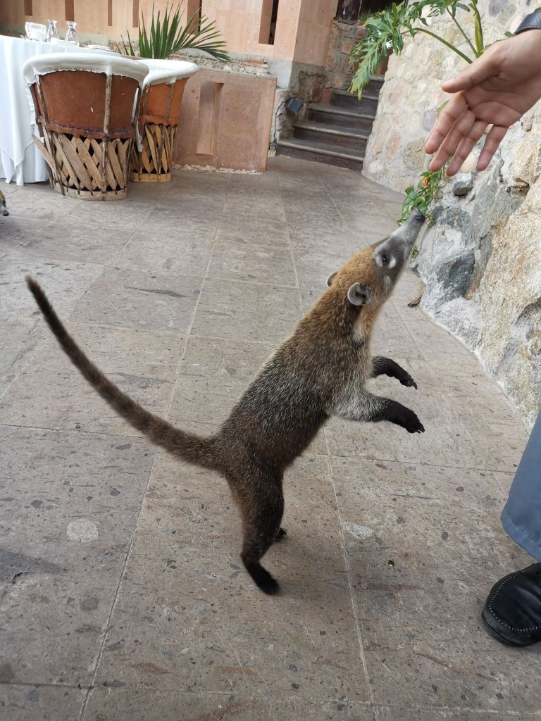 Tejones Puerto Vallarta