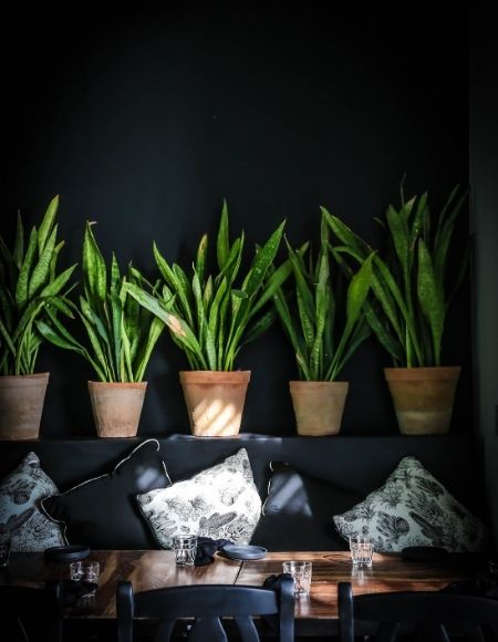 Restaurante Pícaro Rancho San Lucas