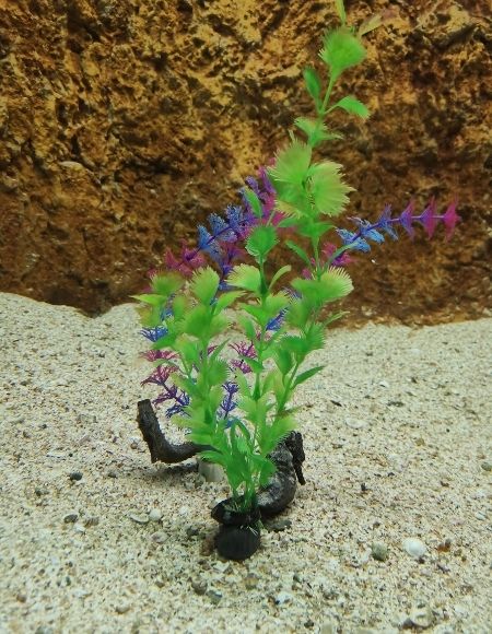 acuario de mazatlán peces