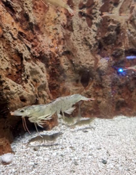 camarones vivos en pecera