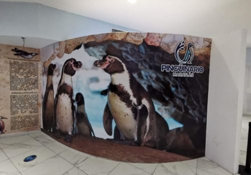 dónde ver pingüinos