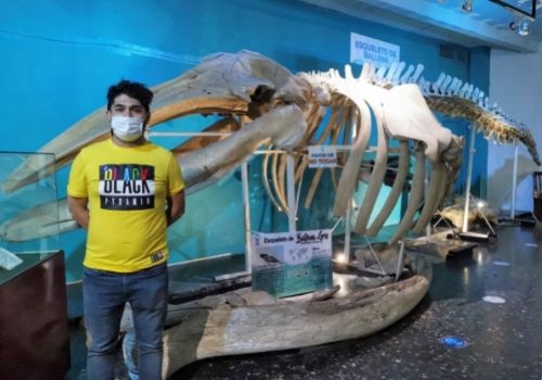 esqueleto de ballena gris