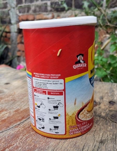 Gusanos blancos en avena