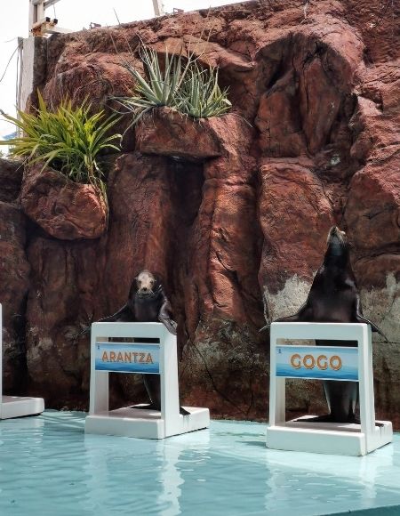 lobos marinos acuario mazatlán