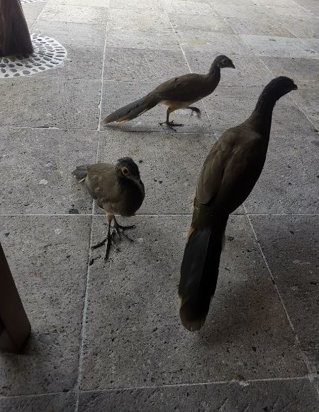 chachalacas huatulco