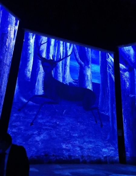 frida inmersiva precios 2021