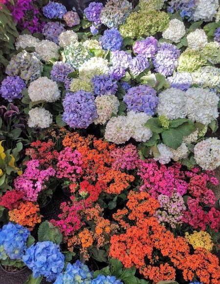 mercado de plantas y flores cuemanco 2021