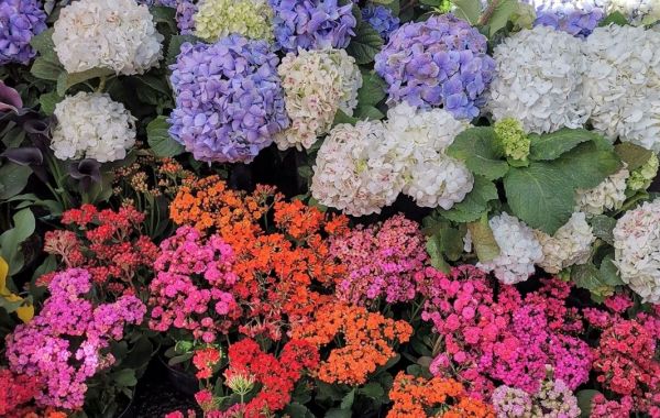 mercado de plantas y flores cuemanco