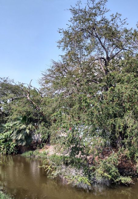 direccion iguanario de Manzanillo 