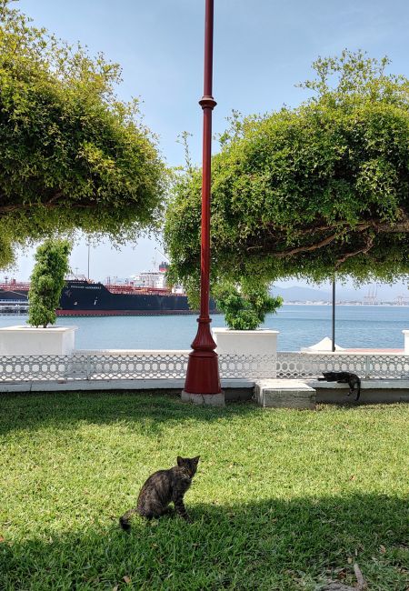 gatos en el centro de Manzanillo