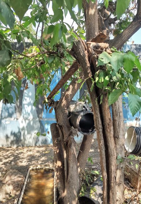 iguanario archundia colima