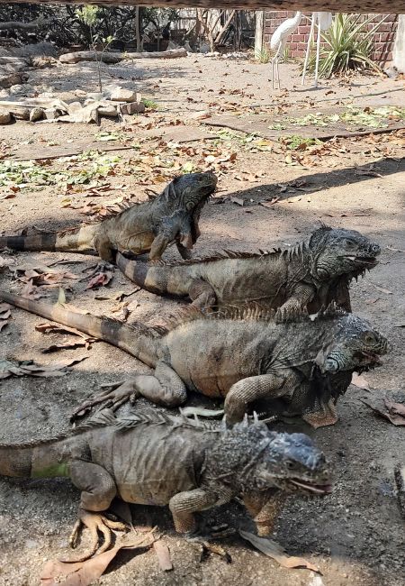 Iguanario de Manzanillo 