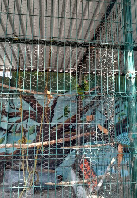 iguanario de manzanillo donde queda