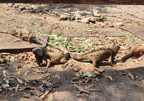 Iguanario de Manzanillo horarios