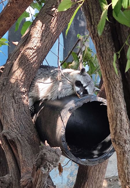 iguanario de Manzanillo opiniones 2022