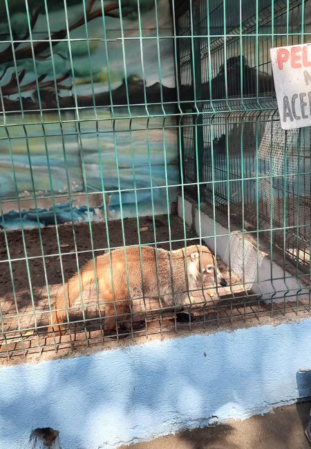 Iguanario de Manzanillo Precio