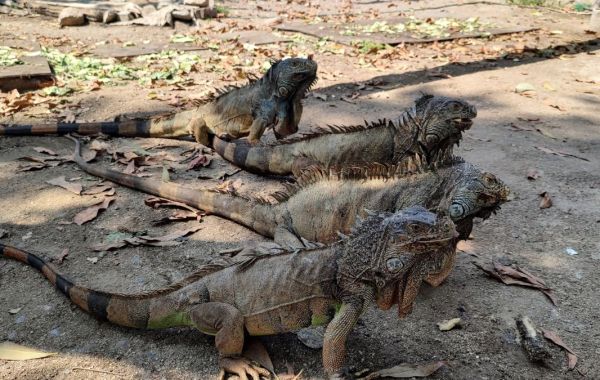 Iguanario de Manzanillo