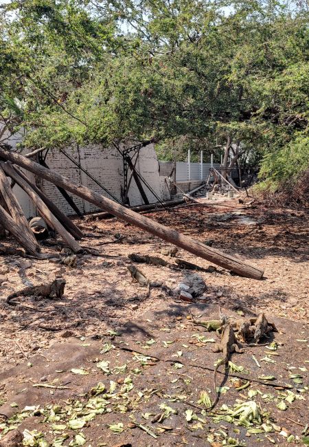 iguanario Manzanillo Archundia