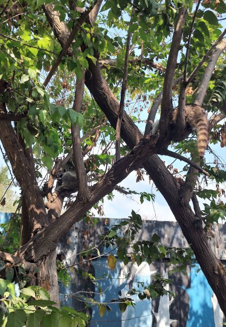 Iguanario manzanillo mapaches