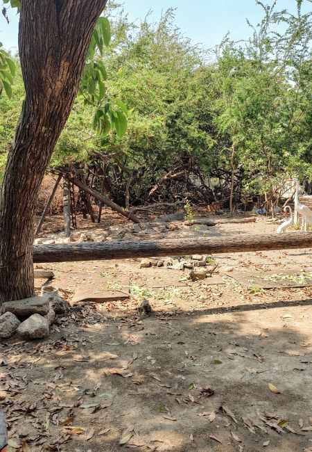 jurassic park en manzanillo