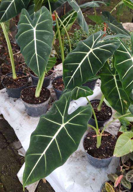 Alocasia de Terciopelo donde comprar cdmx
