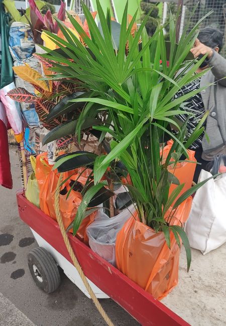 carritos mercado de plantas madreselva