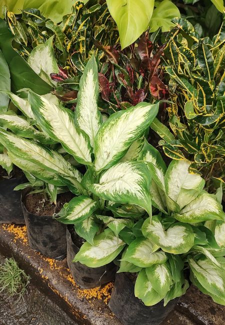 Diefembaquia Seguine donde comprar cdmx