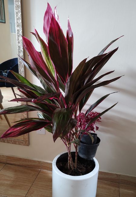 dracena muñeca donde comprar cdmx