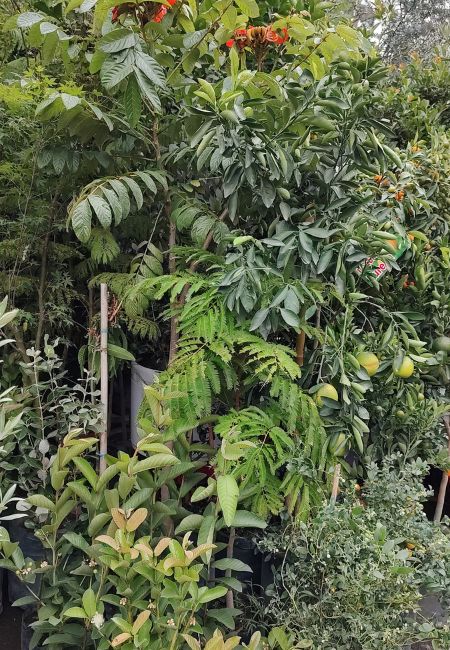 exposición de plantas madreselva