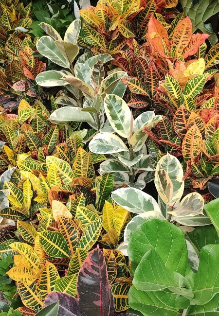 mejor mercado de plantas cdmx