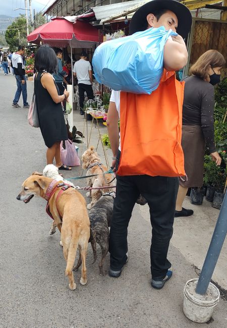 mercado de plantas pet friendly