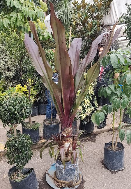 mercado de plantas madreselva horarios dia festivo