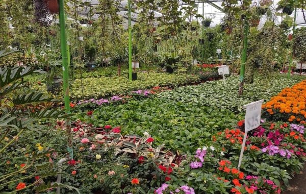 Mercado de Plantas y Flores Madreselva