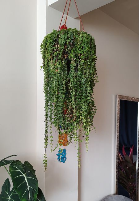 planta colgante de interior