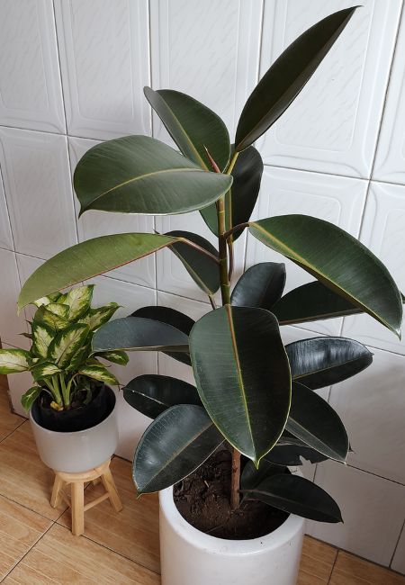 planta de hule donde comprar cdmx