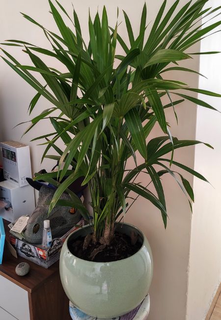 planta palma interior