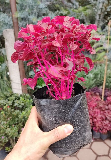 plantas de color morado