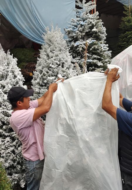 comprar arboles de navidad en jamaica