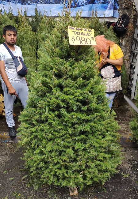 pino navideño douglas