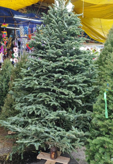 venta de pinos mercado de jamaica