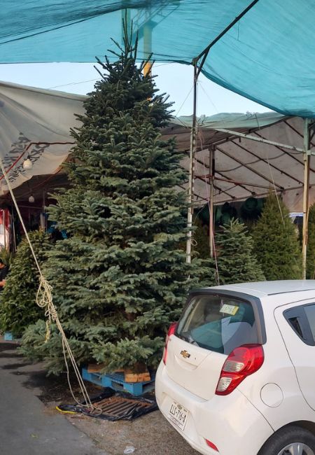 arbol de navidad natural de 5 metros