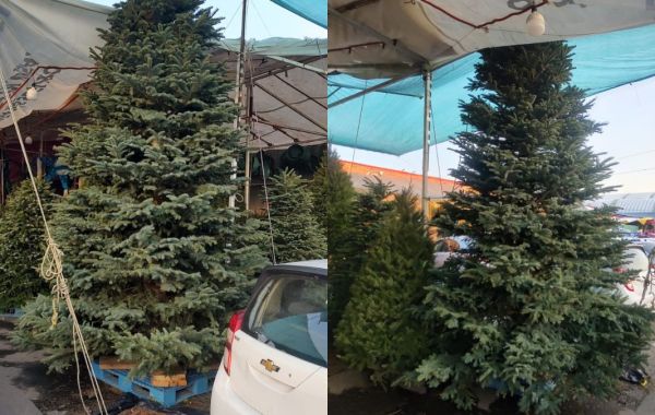 arbol de navidad natural gigante mercado de jamaica