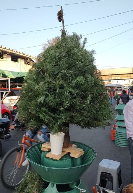 arbol de navidad natural mini