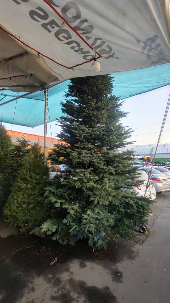 arbol de navidad natural para centro comercial