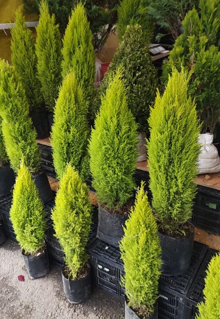 arbol de navidad para sembrar