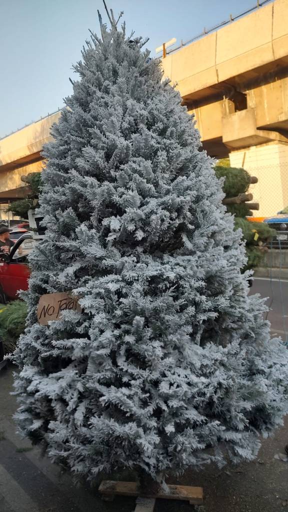 árboles de navidad cubiertos de nieve