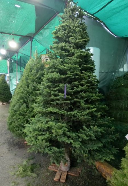 arboles de navidad de 4 metros natural