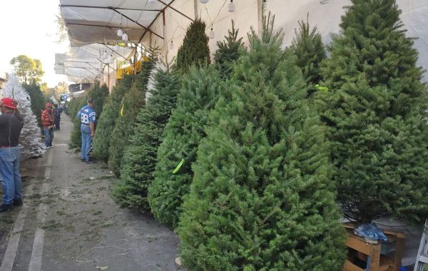 Árboles de Navidad en Mercado de Jamaica precios 2023