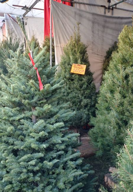 arboles de navidad mercado jamaica precios 2023