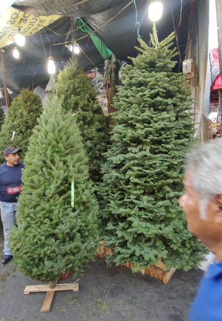 arboles de navidad naturales mercado de jamaica